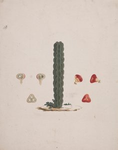 Euphorbia abyssinica J.F. Gmel. (エチオピアのトウダイグサ): 単一の幹の完成図、全体と解剖された果実の詳細