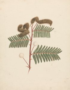 Mimosa pigra (L.): 完成図