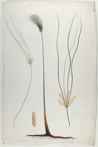 パピルス（植物と根の詳細）、ジェームスアビシニアンブルース（1730-94）後（紙のグラファイト上のトイレ）