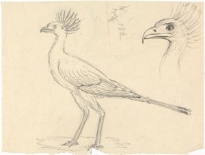 秘書の鳥 作： Luigi Balugani