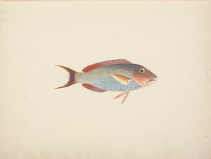 正体不明の魚 作： Luigi Balugani