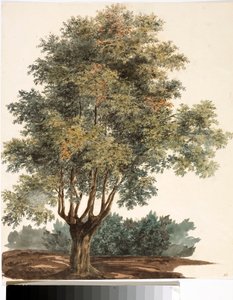 木（水彩画、1825年頃 作： Luigi Garibbo