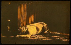 オートクローム・ルミエールと35mmフィルムで撮影した、日光の下で眠る犬のカラー写真。 作： Luis Marden