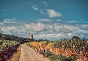 ニカラグアの女性たちは、畑と畑の間にある田舎の小道で、農産物の入ったカゴを頭に載せて運ぶ。