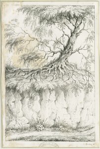 ダドリー-木：リトグラフ、nd [c 1825] (プリント) 作： Luke Booker