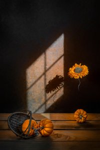 秋のカボチャと日差し 作： Lydia Jacobs
