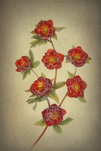  作： Lydia Jacobs
