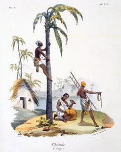ヤシの木に登るナダルカーストの男（1827〜35年） 作： M.E. Burnouf