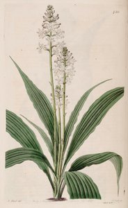 Calanthe triplicata（syn。Calanthe veratrifoliaとして）（植物）のイラスト 作： M. Hart
