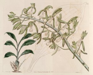 Catasetum cristatumの図解 作： M. Hart
