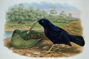 Ptilonorhyncus Violaceus、サテンBowerbird 作： M. Hart