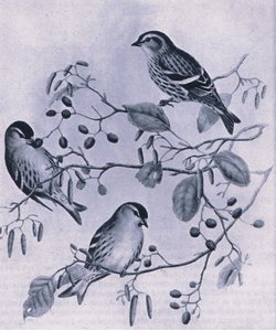 Siskins、イギリスの自然、コリンズ発行、1946