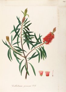 アルバニーブラシノキ (Callistemon speciosum DC)、フトモモ科、しつこい葉を持つ低木、オーストラリア原産、水彩画 作： Maddalena Lisa Mussino