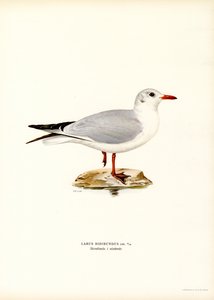 ユリカモメ (カラーリソ) 作： Magnus Ferdinand and Wilhelm von Wright