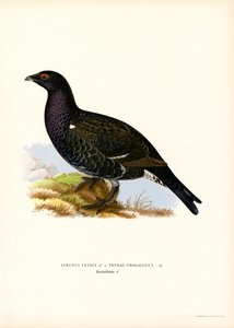黒いライチョウ、ニシキライチョウ (カラー リソ) 作： Magnus Ferdinand and Wilhelm von Wright