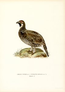 Black Grouse x Hazel Grouse (カラーリソ) 作： Magnus Ferdinand and Wilhelm von Wright