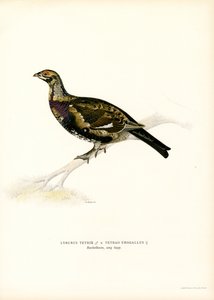 Black Grouse x Western Caperaillie (カラーリソ) 作： Magnus Ferdinand and Wilhelm von Wright