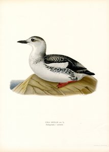 Black Guillemot (カラーリソ)