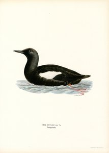 Black Guillemot (カラーリソ) 作： Magnus Ferdinand and Wilhelm von Wright