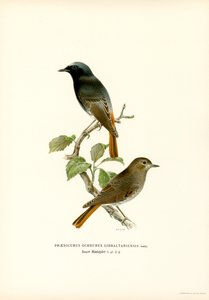 Blackstart (カラーリソ) 作： Magnus Ferdinand and Wilhelm von Wright