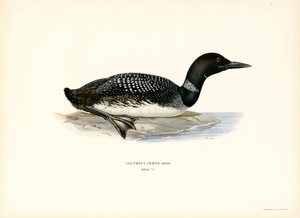 Loon（カラーリソ） 作： Magnus Ferdinand and Wilhelm von Wright