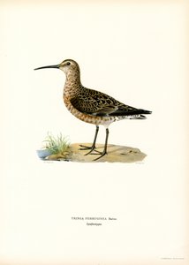 Curlew Sandpiper (カラーリソ) 作： Magnus Ferdinand and Wilhelm von Wright