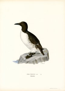 Guillemot (カラーリソ) 作： Magnus Ferdinand and Wilhelm von Wright