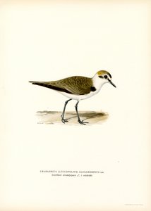 Kentish Plover (カラーリソ) 作： Magnus Ferdinand and Wilhelm von Wright