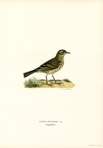 Meadow Pipit (カラーリソ) 作： Magnus Ferdinand and Wilhelm von Wright