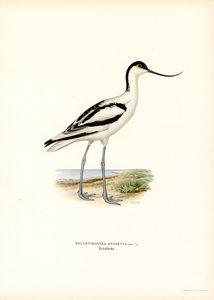 Pied Avocet (カラーリソ)