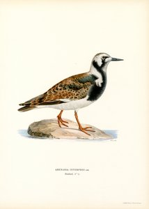 Ruddy Turnstone (カラーリソ)