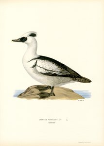 Smew（カラーリソ）