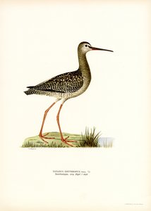 斑点を付けられた Redshank (カラー リソ) 作： Magnus Ferdinand and Wilhelm von Wright