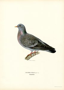 Stock Dove（カラーリソ） 作： Magnus Ferdinand and Wilhelm von Wright