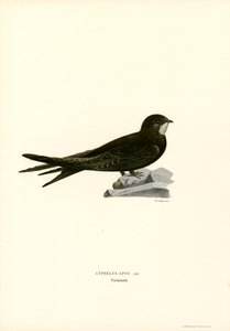 Swift（カラーリソ） 作： Magnus Ferdinand and Wilhelm von Wright