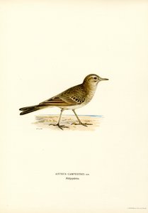 Tawny Pipit (カラーリソ) 作： Magnus Ferdinand and Wilhelm von Wright