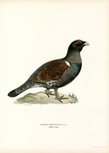 Western Caperaillie (カラーリソ) 作： Magnus Ferdinand and Wilhelm von Wright