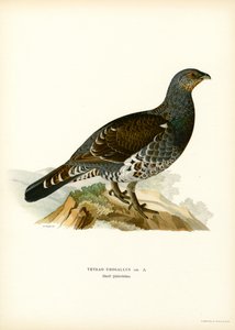 Western Caperaillie (カラーリソ) 作： Magnus Ferdinand and Wilhelm von Wright