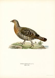 Western Caperaillie (カラーリソ) 作： Magnus Ferdinand and Wilhelm von Wright