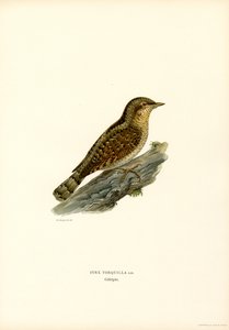 Wryneck (カラー リソ) 作： Magnus Ferdinand and Wilhelm von Wright