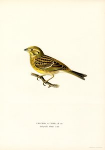 イエローハンマー (Emberiza citrinella) (カラーリソ) 作： Magnus Ferdinand and Wilhelm von Wright
