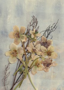 繊細な押し花