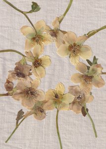 押し花リース 作： Maira Ribena
