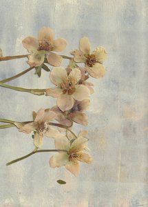 柔らかなブルーの押し花 作： Maira Ribena