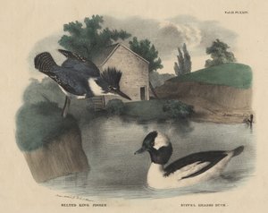 J. und T. Doughtyによる「自然史とアメリカの田舎のスポーツの内閣」（1832年）のベルト付きキングフィッシャーとバッファルがアヒルを率いた 作： Mannevillette Elihu Dearing Brown