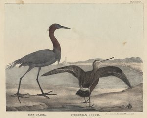 J. und T. Doughtyによる「自然史とアメリカの農村スポーツの内閣」、1832年、Childs und Inmanによるブルークレーン、ハドソニアンゴッドウィット、リソ 作： Mannevillette Elihu Dearing Brown