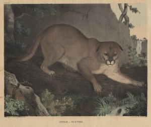 1832年のJTダウティ著「自然史とアメリカの地方スポーツの内閣」からのクーガーまたはパンサー 作： Mannevillette Elihu Dearing Brown