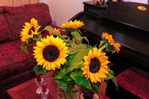 コロンビアのアンデス山脈の明るい黄色のヒマワリまたは Helianthus Annuus がボゴタ市の家を飾ります 作： Mano Chandra Dhas