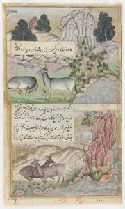 野生のバッファロー2頭、1589年頃（紙に水彩、インク、金） 作： Mansur (fl.c.1590 1630)