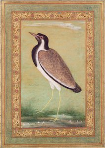 インドのラップウィング、1800年頃 作： Mansur